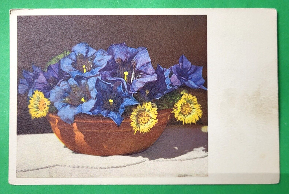 Stemless Gentian and Coltfoot Flowers Postcard