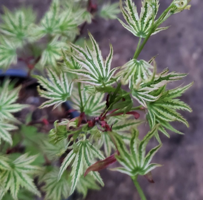 Acer palmatum 