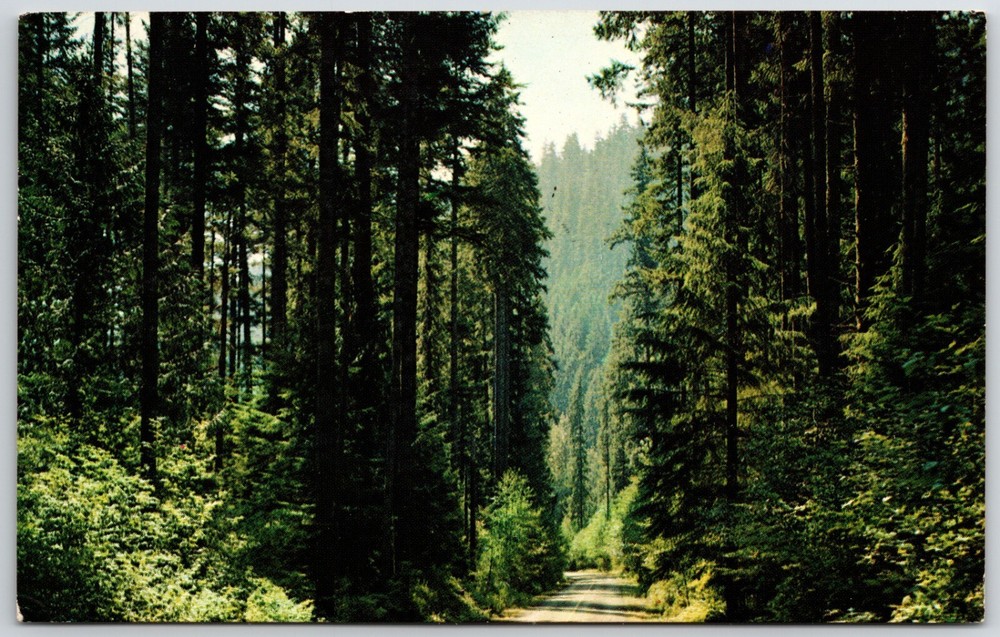 Pacific Northwest Oregon Washington Fir Lined Highway Trees USA Vintage Postcard