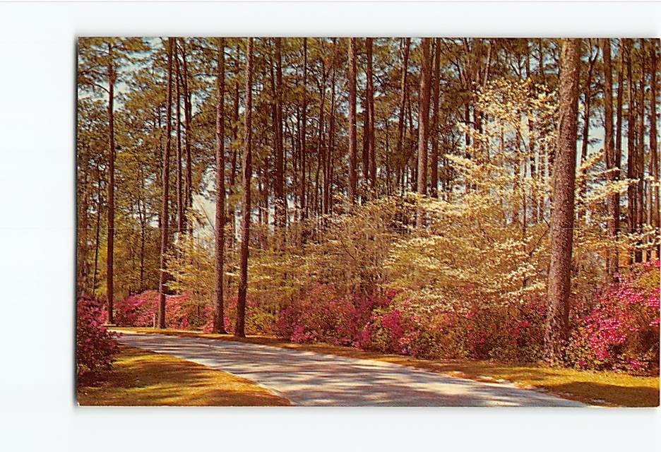 Postcard Azalea & Dogwood in Full Bloom Georgia USA