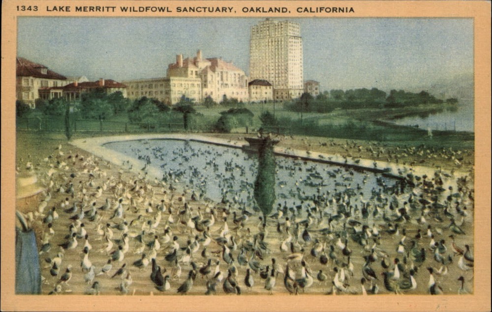 Oakland California Lake Merritt Wildfowl Sanctuary  unused linen postcard sku453