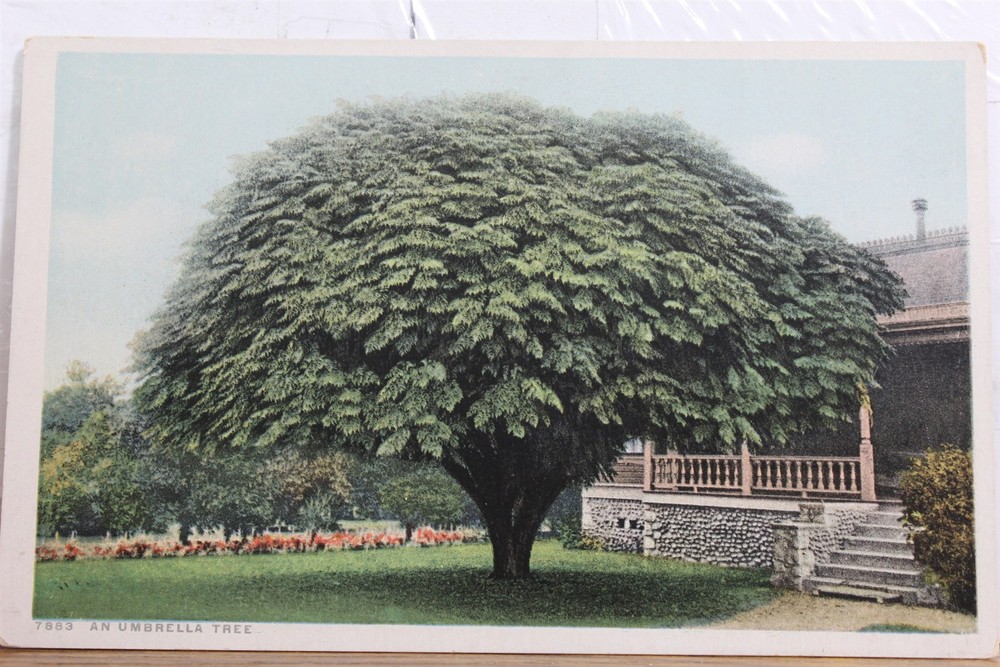 Scenic Umbrella Tree Postcard Old Vintage Card View Standard Souvenir Postal PC