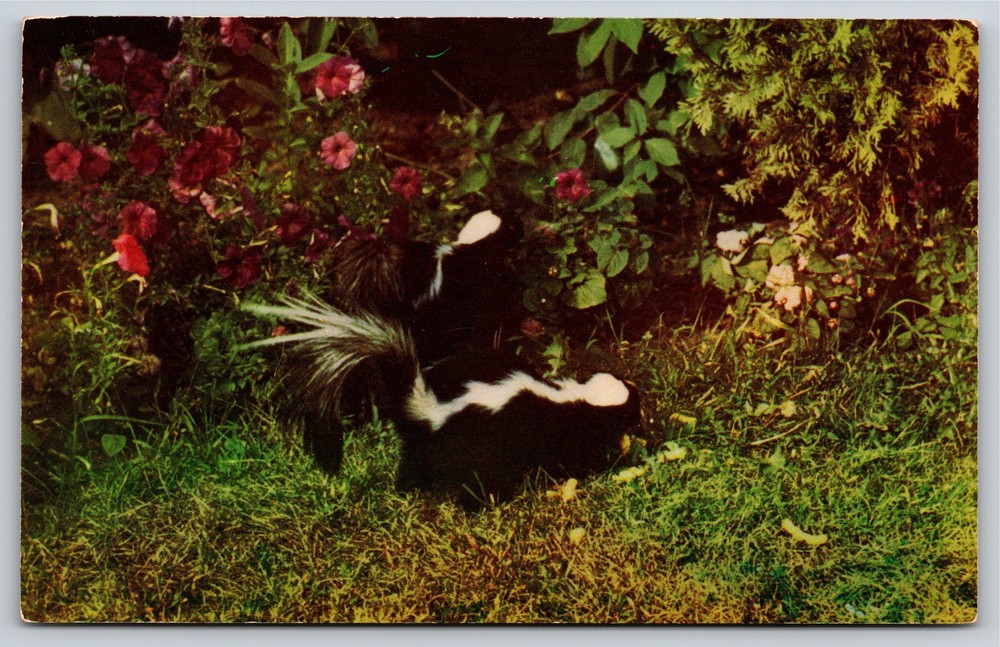 Animals~Skunks~”Hey Stinky~Is That Funny Smell The Flowers?”~Vintage Postcard