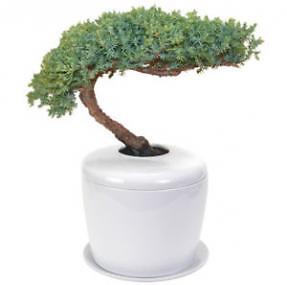 Traditional Windswept Juniper Bonsai Tree Porcelain Ceramic Pot  11-12