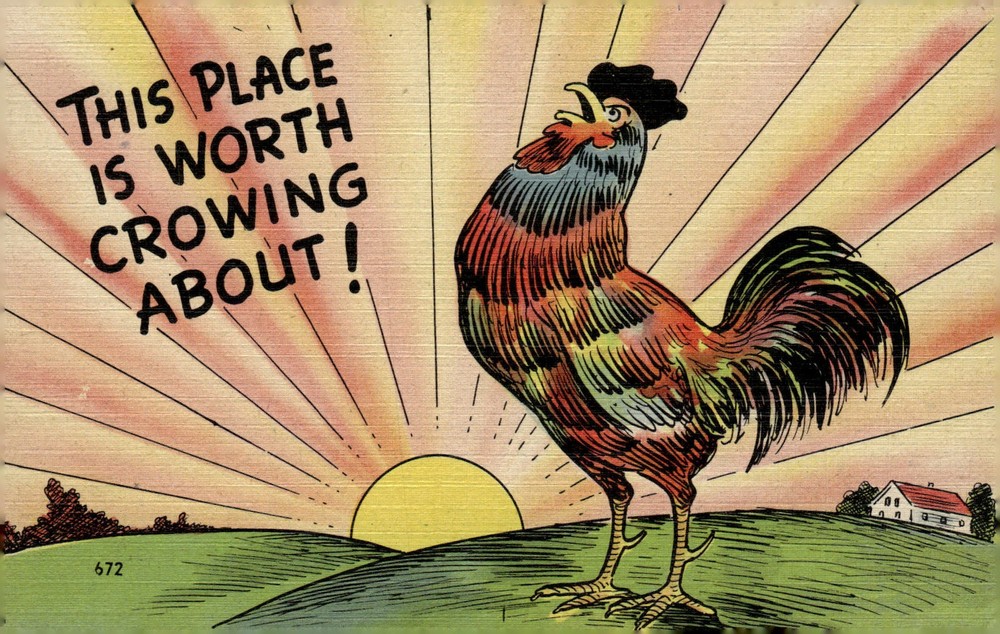 1940s Colourpicture Boston MA Linen Rooster Sunrise Farm Comic Humor Postcard