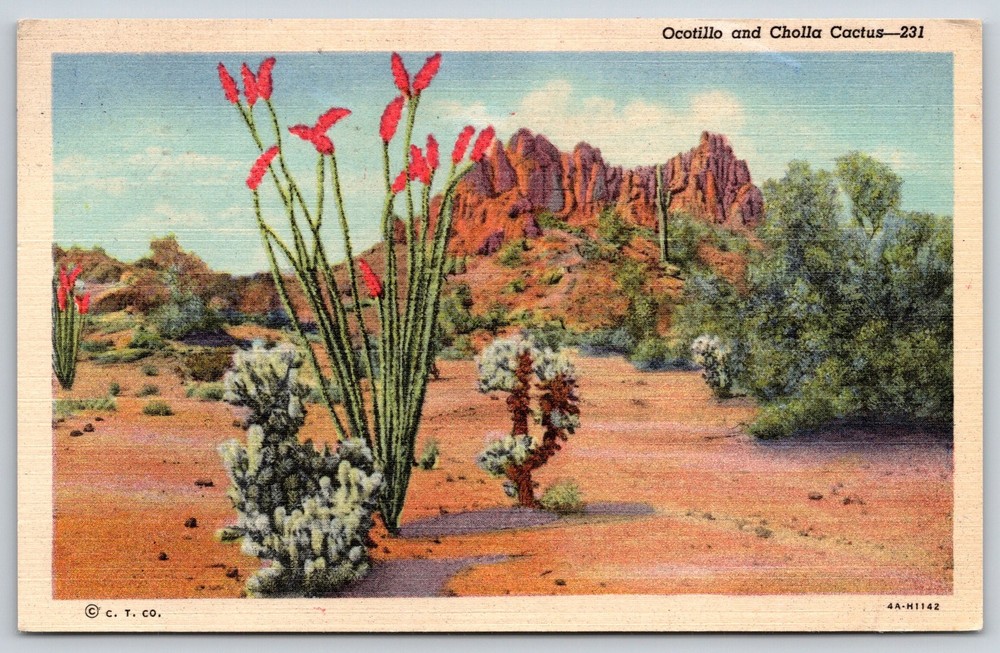 New Mexico~Desert Scene~Ocotillo~Cholla Cactus~Red Flowers~Linen 1955 Postcard