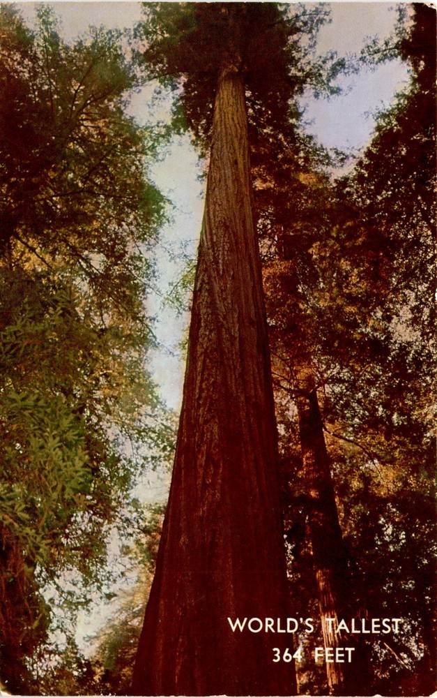 Redwoods, Weott, Redwood Highway, Kodachrome, Egyptian civilization, Postcard