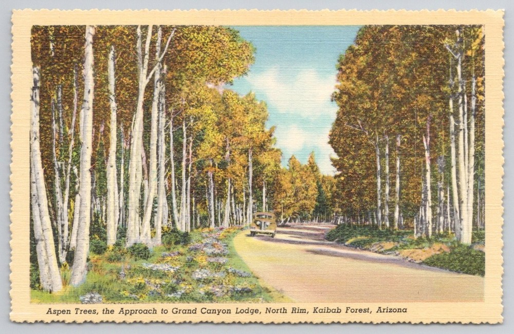 Aspen Trees Kaibab Forest Grand Canyon North Rim Arizona Vintage Postcard
