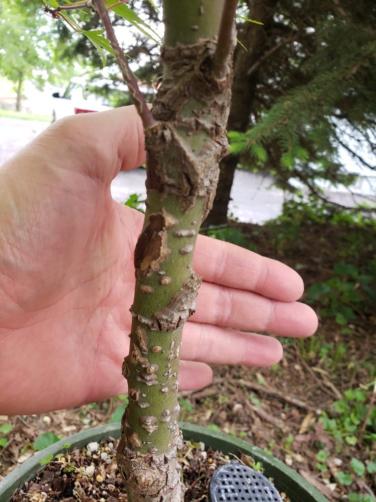 acer palmatum 