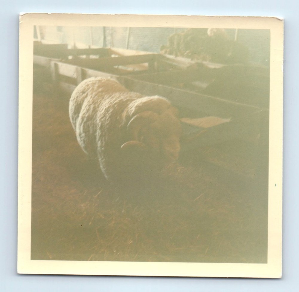 Old Vintage Square Color Photo SHEEP IN BARN SNAPSHOT PHOTOGRAPH PICTURE
