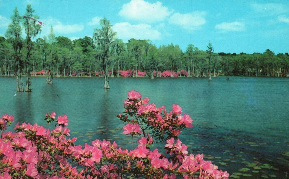 Vintage Postcard Greenfield Park Municipal Park Wilmington North Carolina NC