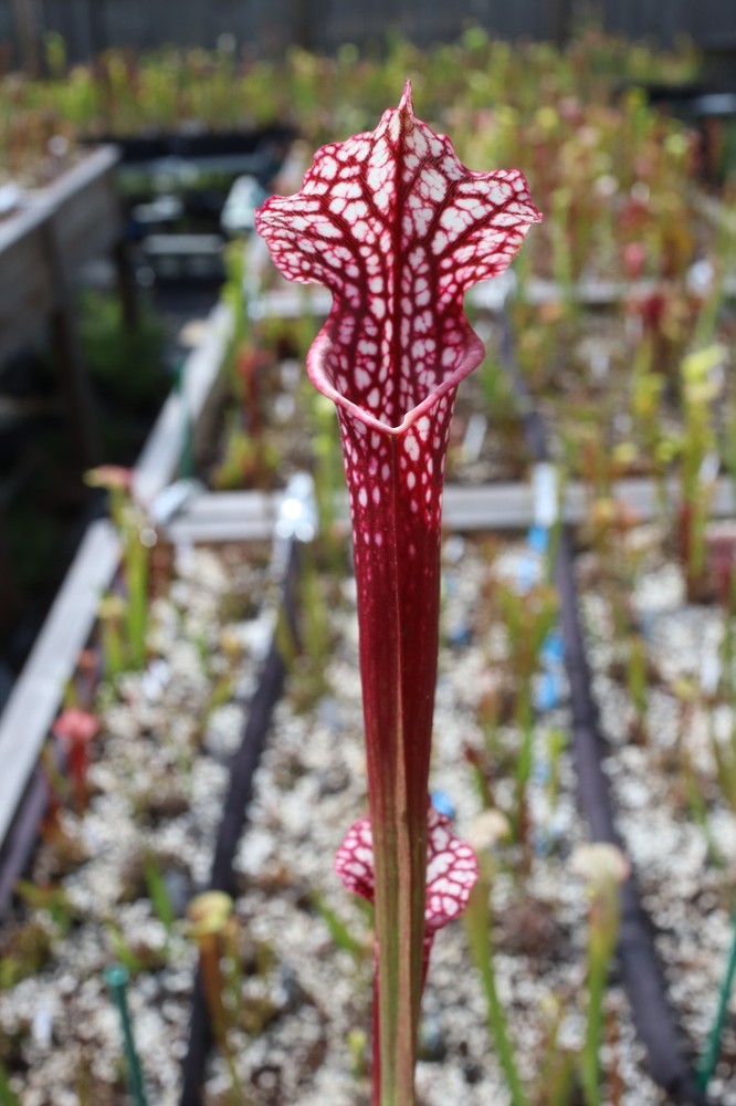 Sarracenia - 🔥🔥 (MK L18 Giant Pink Lip x HCW 