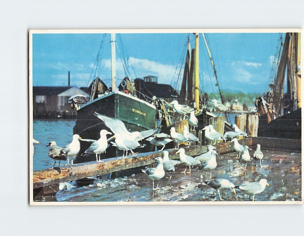 Postcard Gulls Feasting On Fish Scraps USA