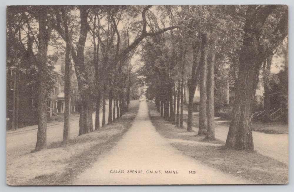 Calais Avenue Calais Maine RPPC Postcard Tree Lined Street Vintage 1910s