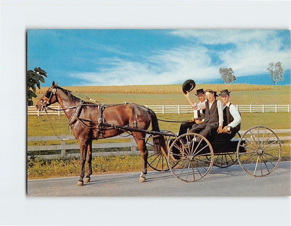 Postcard Amish Courting Buggy