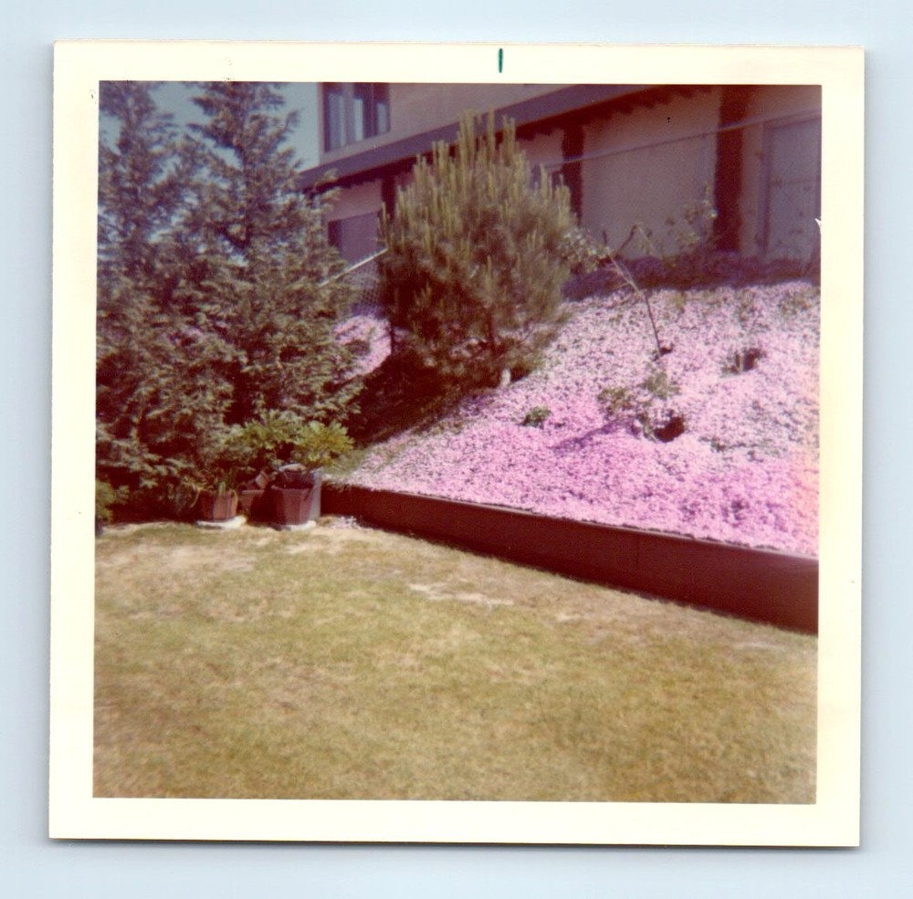 Old Vintage Square Color Photo HOUSE AND BACKYARD IN LOMITA SNAPSHOT PICTURE