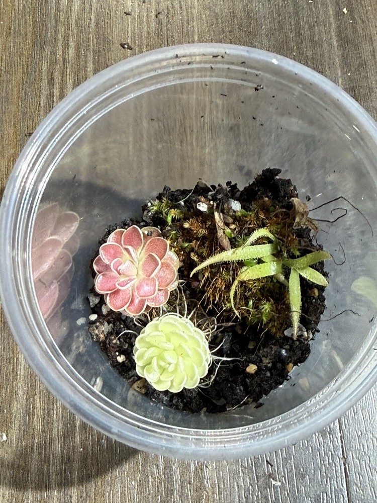 Pinguicula Carnivorous Plants - Butterwort Collection esseriana meridian