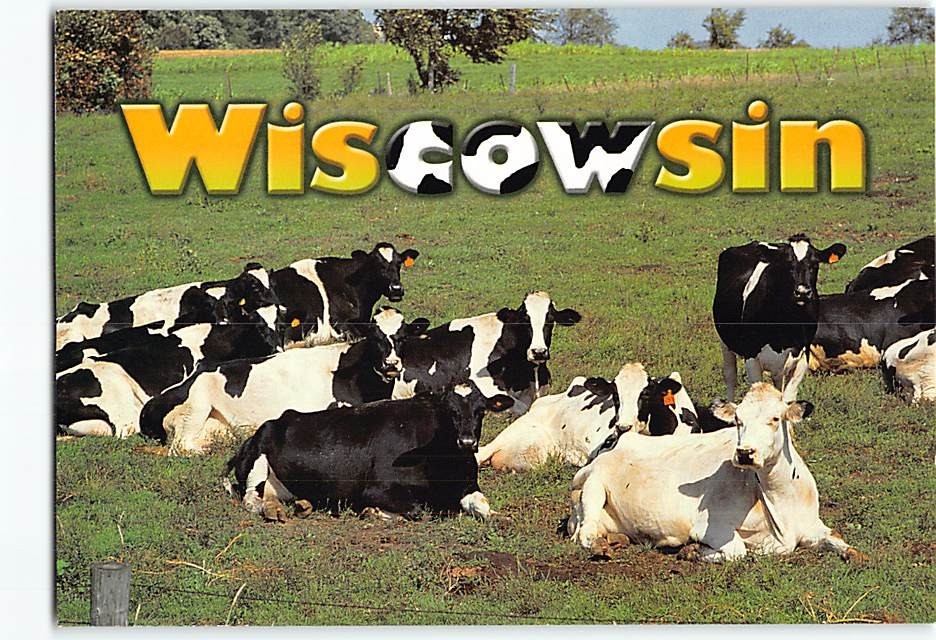 Postcard Cows Resting in Wisconsin USA