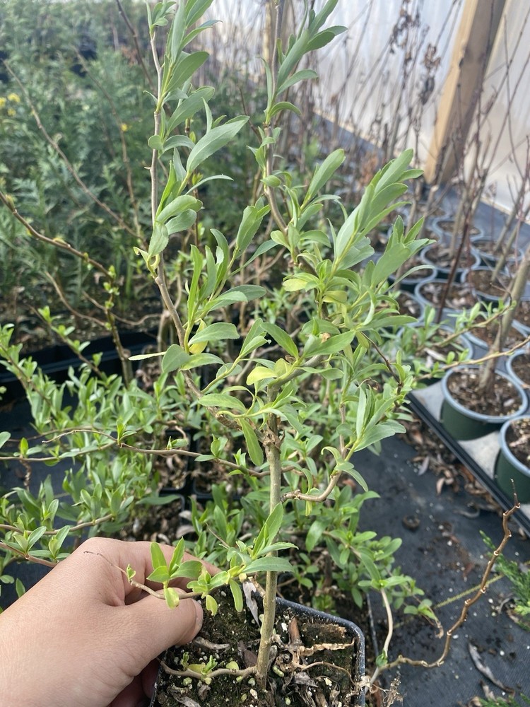 Curly Weeping Willow Tree in 4-Inch Pot - Corkscrew Willow Live Plant