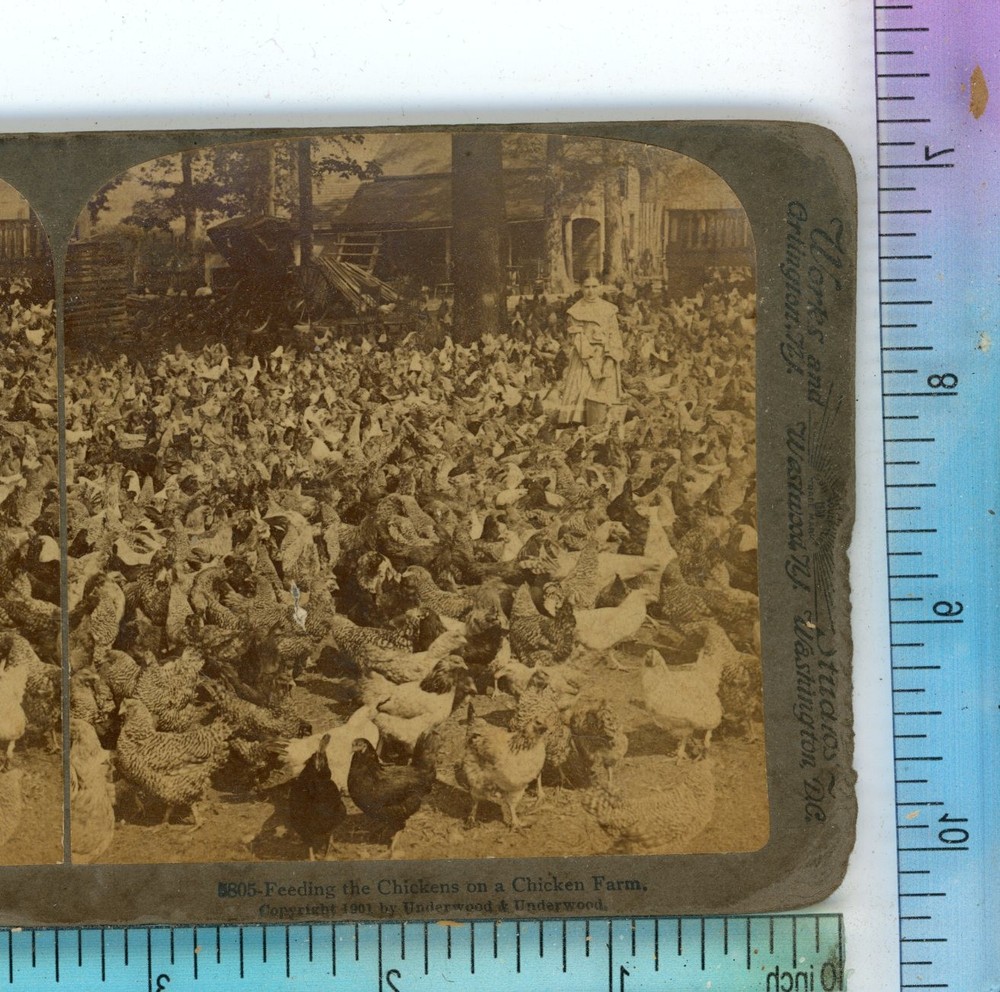 Chickens Feeding on Farm Animals Underwood Stereoview