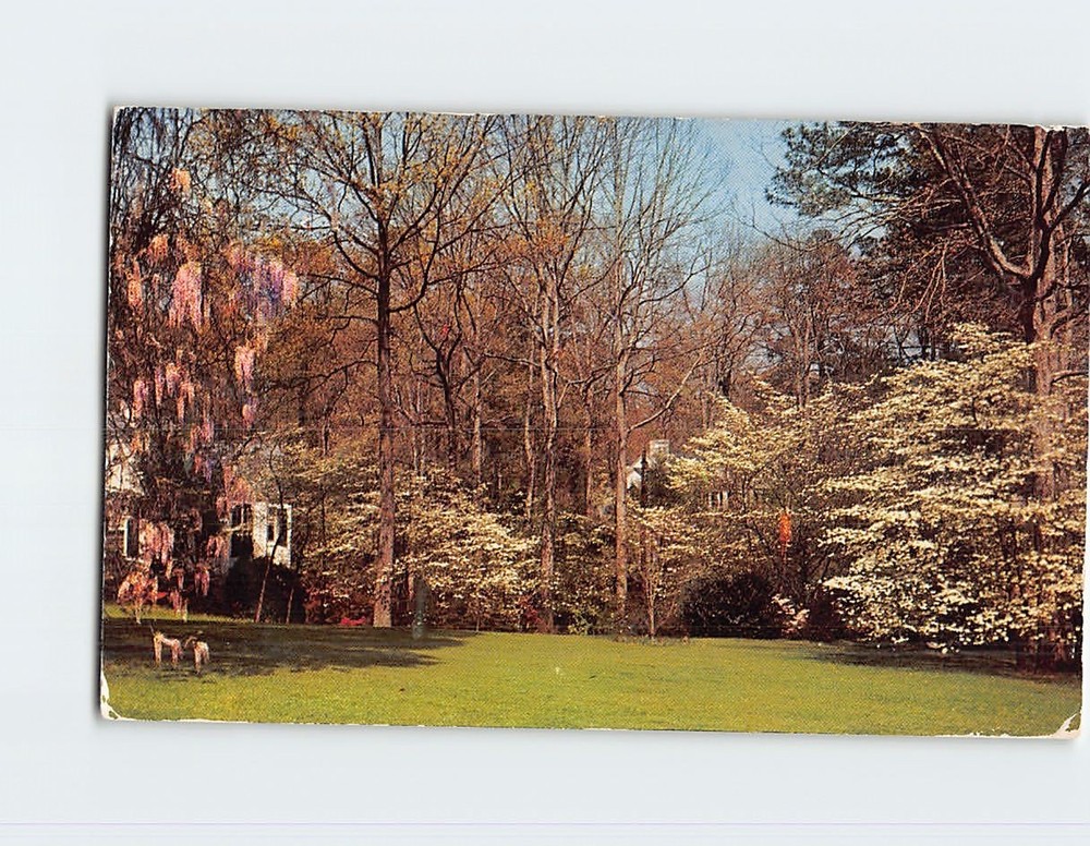 Postcard The Dogwood City Greetings From Atlanta Georgia USA