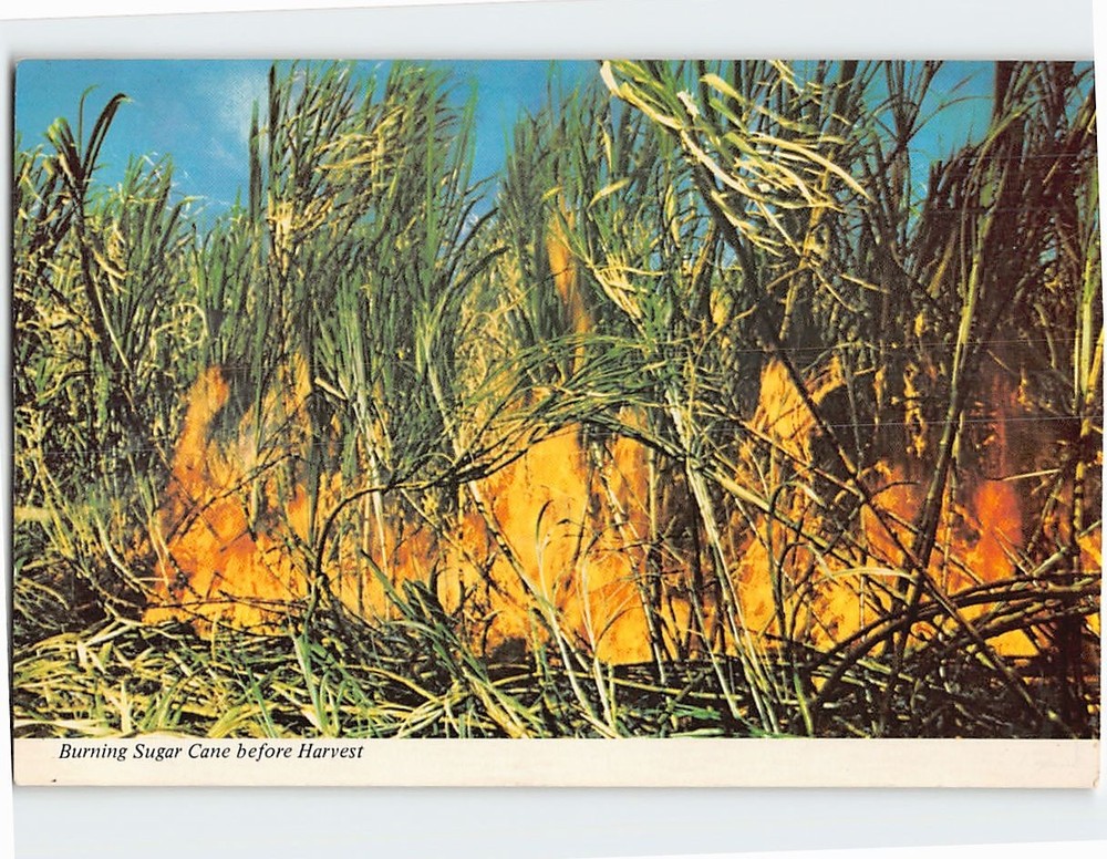 Postcard Burning Sugar Cane Before Harvest
