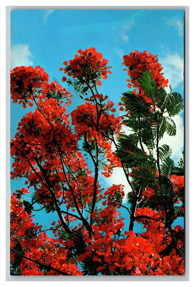 Miami, FL Florida, Royal Poinciana Tree in Full Bloom, Vintage Chrome Postcard