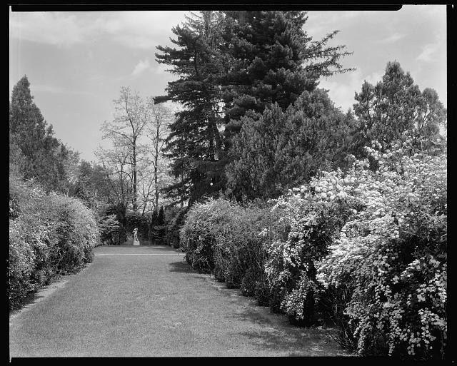 Photo:Oatlands Leesburg Virginia 1930s Garden Path Trees Shrubs