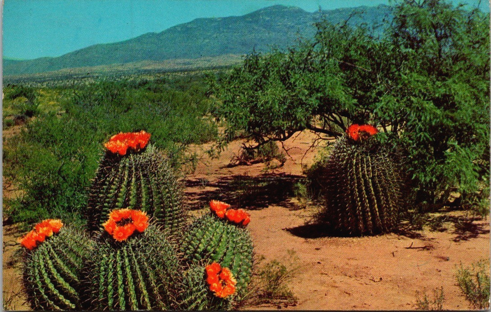 Barrel Cactus, Arizona, New Mexico Postcard