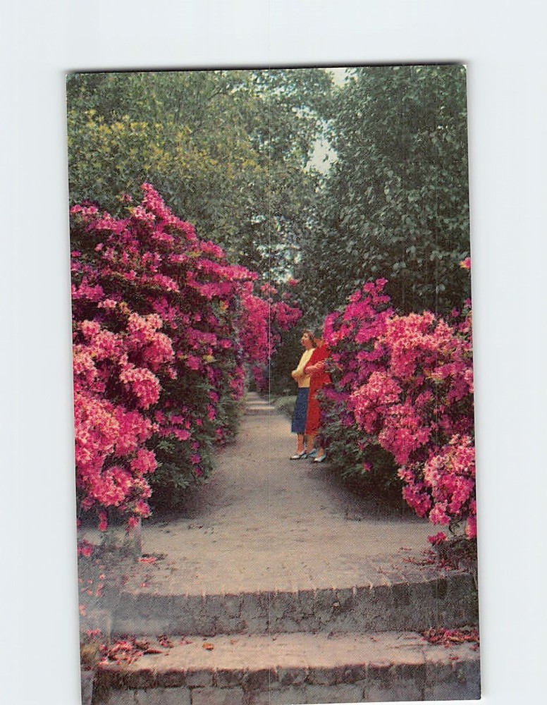 Postcard Azaleas Middleton Gardens Charleston South Carolina USA North America