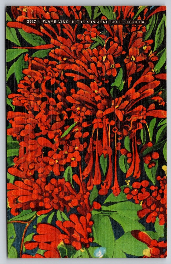Flowers~Flame Vine In Sunshine State Florida~Vintage Postcard