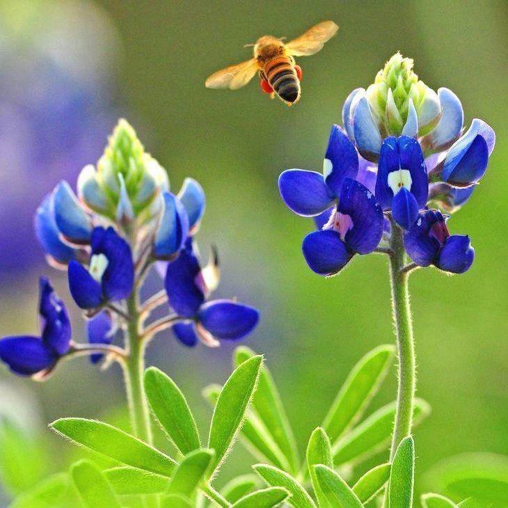 Texas Bluebonnet Wildflower Seeds  - 317C