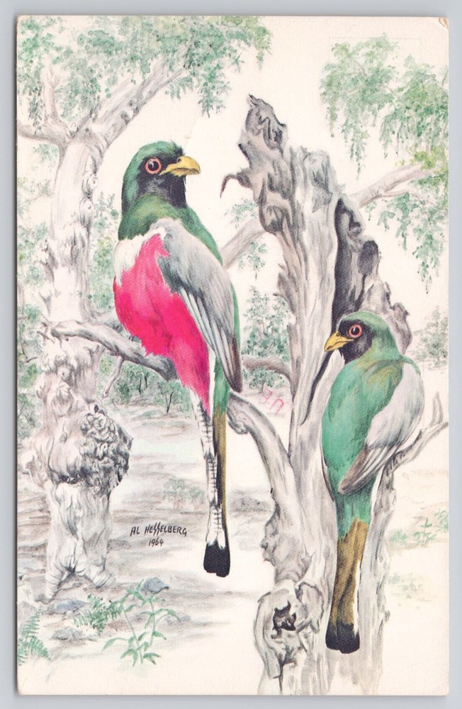 Coppery Tailed Trogon Elegans Birds Artist Signed Al Hesselberg Postcard