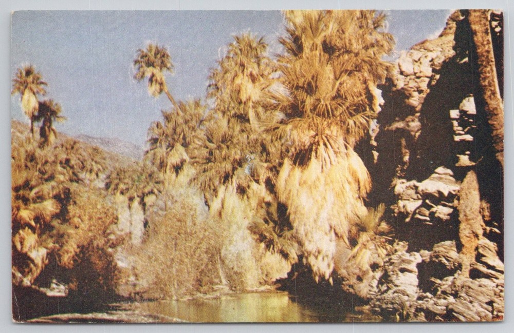Palm Canyon Palm Springs CA Vintage Postcard Coachella Valley Oasis WESCO