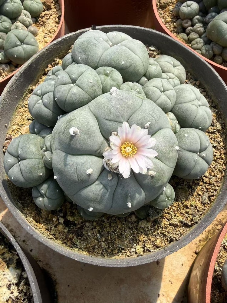 LW Succulent cactus home potted Garden decoration beautiful Plants 5-7cm