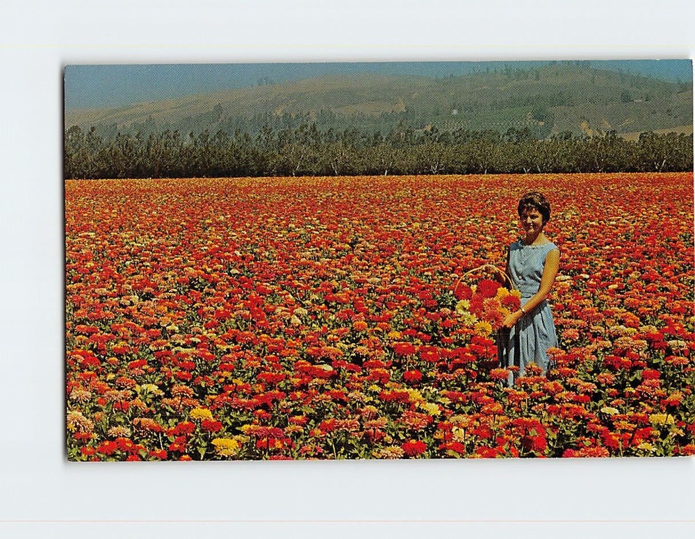 Postcard Burpeeana Giant Zinnias Growing for Seed on Floradale Farms California