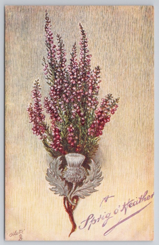 Raphael Tuck Scottish Heather Thistle Postcard Sprig o' Heather 9485