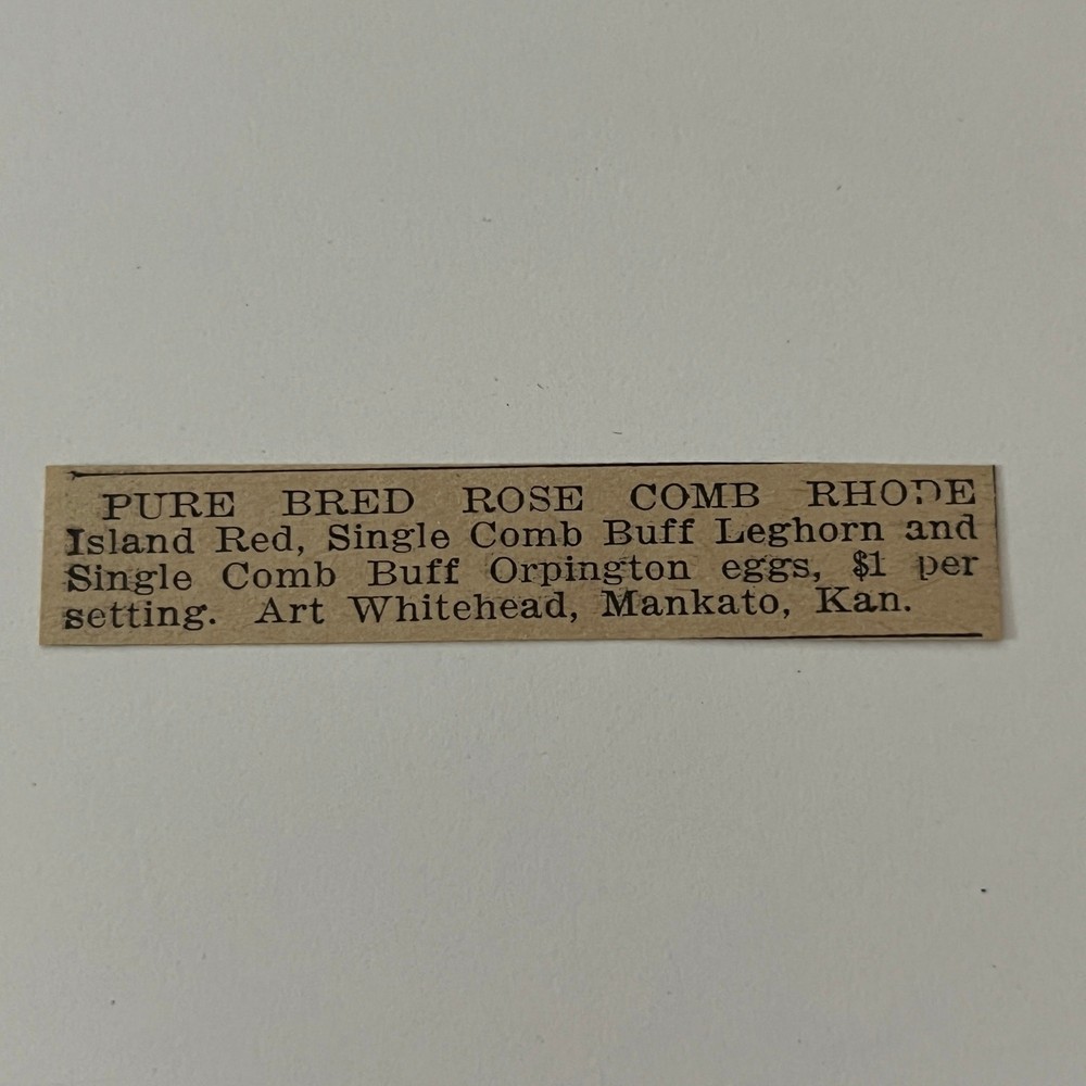Pure Bred Rose Comb Rhode Island Red Art Whitehead Mankato KS 1911 Ad SAG9-S12