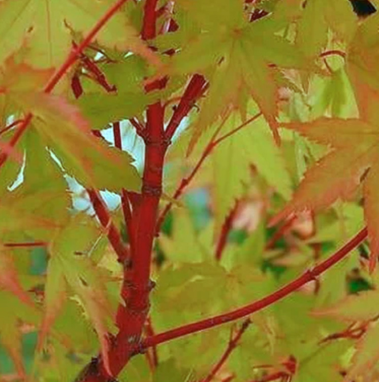 Acer palmatum 