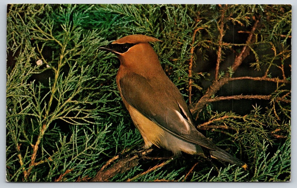 Animals~Cedar Waxwing Bird Perched On Pine Tree Branch~PM 1972~Vintage Postcard