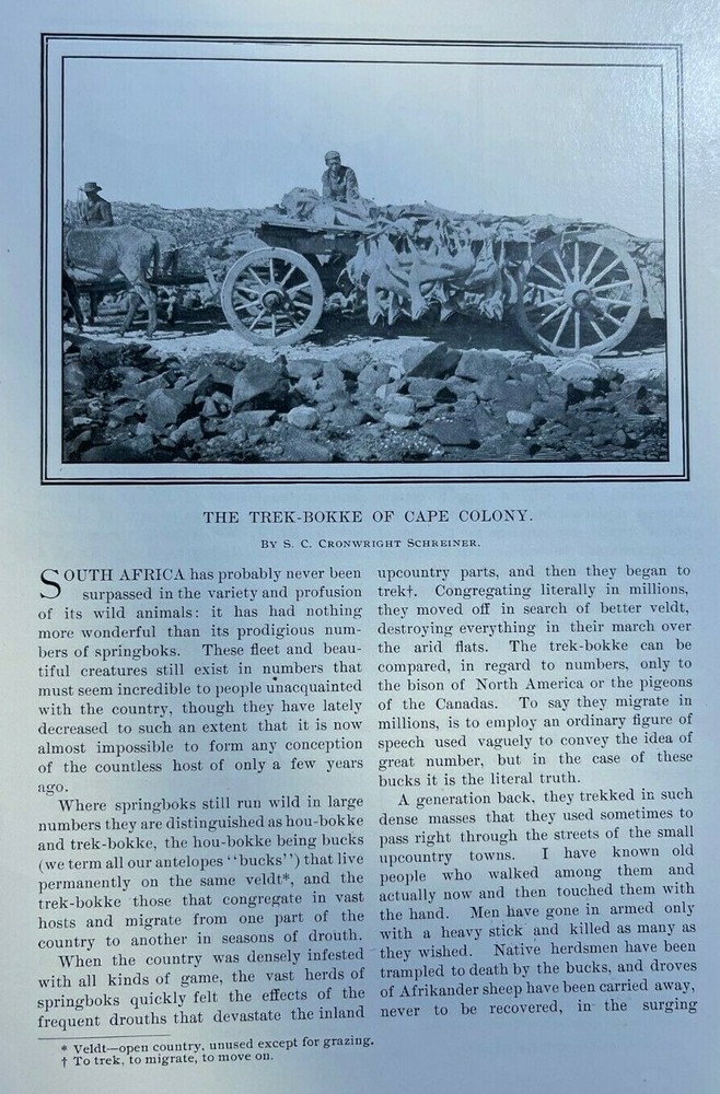 1899 South Africa Trek-Bokke of the Cape Colony illustrated
