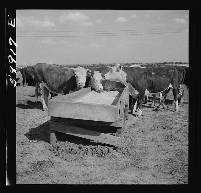 Photo:Lincoln Nebraska 1941 Hereford Cattle Feedlot Feeding Trough