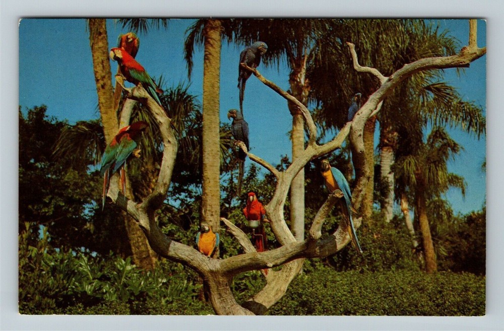 Tampa FL-Florida, The Parrot Tree, Busch Gardens, Vintage Postcard