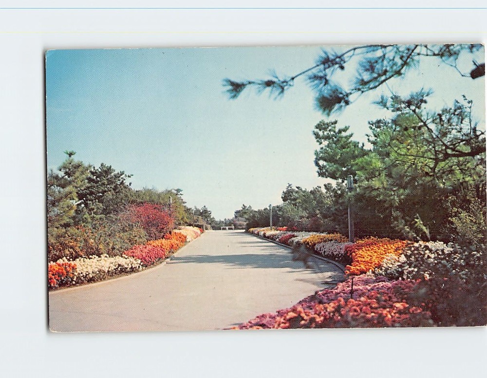 Postcard Fall Chrysanthemum Display Jones beach State Park Long Island NY USA