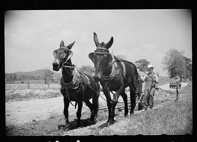 Photo:1930s Mule Team Farmer Plowing Field Rural Farming Tractor Era