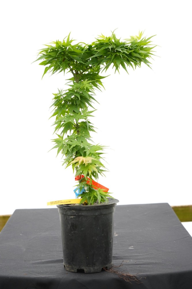 Acer palmatum Mikawa yatsubusa Seedling Orange Spring Color Japanese Maple 1G