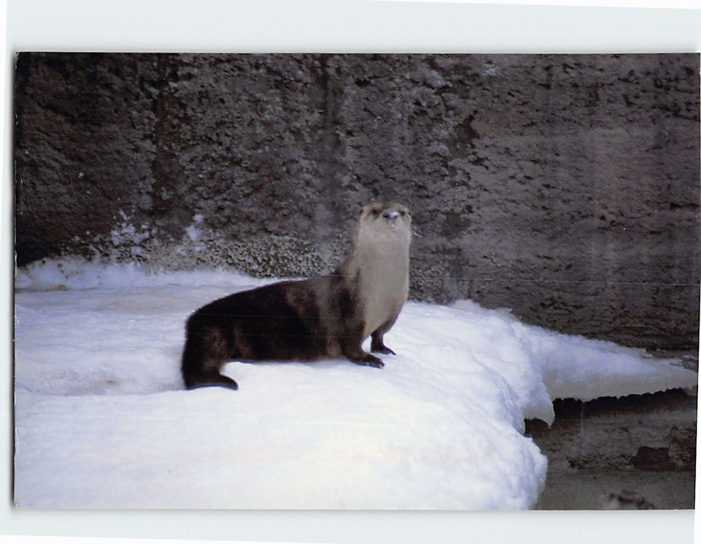 Postcard River Otter The Alaska Zoo Anchorage Alaska USA