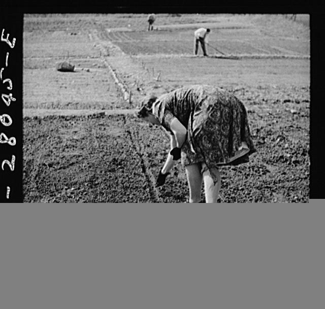 Photo:Washington DC 1940s Victory Garden Women Gardening Northwest Section