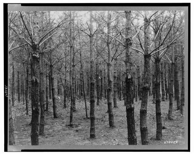 Pennsylvania,Civilian Conservation Corps,Forestry,CCC,August 1933,Nature