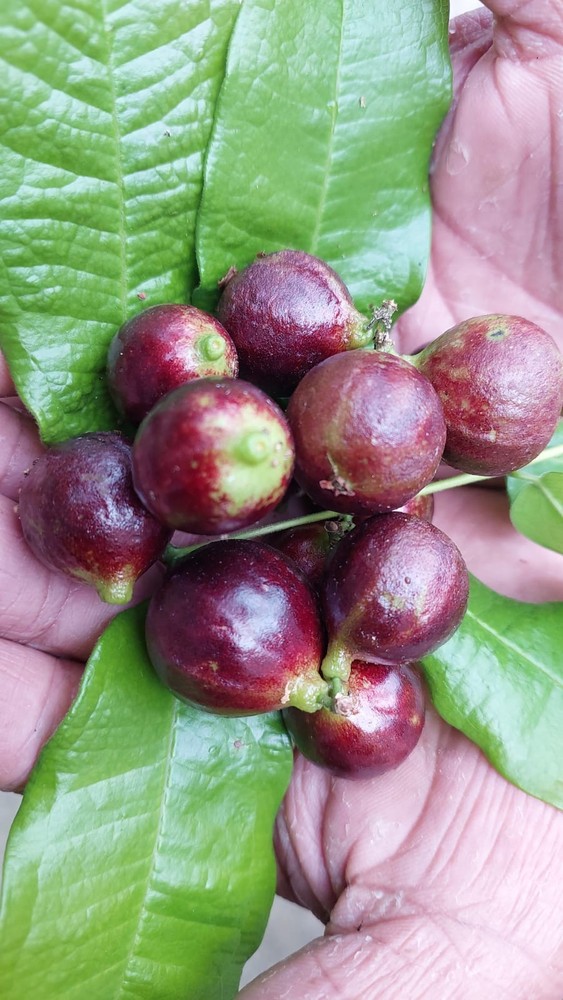 Plinia phitrantha var. jabuticaba‑branca‑vinho “Jumbo”